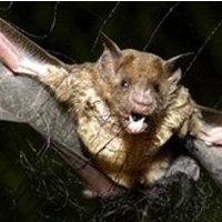  Kelelawar Penghisap Darah  Manusia Sebarkan Rabies