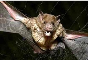 Kelelawar Penghisap Darah Manusia Sebarkan Rabies