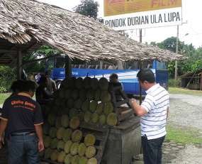 Pertama ke Sumatera, Disambut Durian Medan