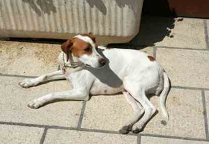 Hindari Gigitan Anjing