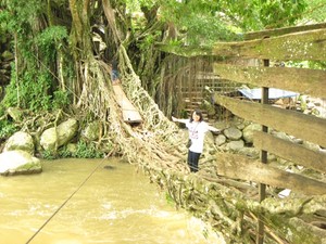 Menyeberangi Jembatan Akar nan Eksotik