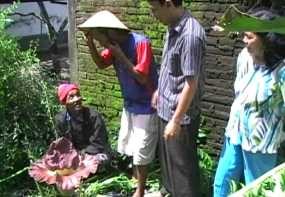 Bunga Bangkai Hebohkan Warga Magelang