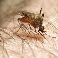 Uji Coba Vaksin Malaria Mengecewakan
