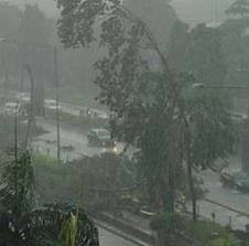 Hujan Angin Sisakan Genangan Air dan Pohon Tumbang