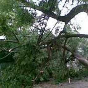 Pohon Tumbang Timpa Mobil Boks di Kemang