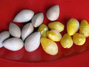 Kacang Ginkgo yang Bikin Pintar