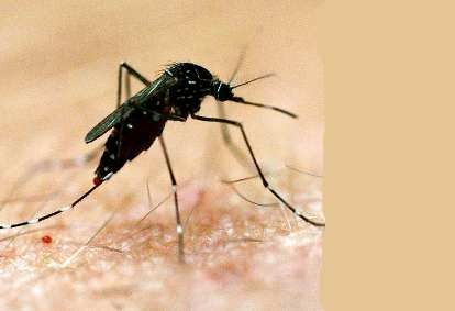 Cuaca Sulit Diprediksi, Waspada Demam Berdarah