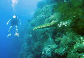 Surga di Pulau Menjangan