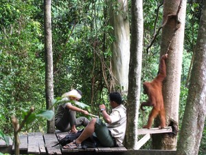 Orang Utan, Sensasi Pagi di Bukit Lawang