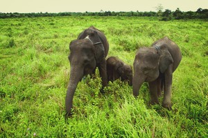 Serunya Safari Gajah di Way Kambas