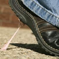 Permen Karet Antilengket Siap Beredar