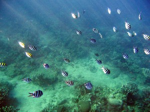 Suatu Pagi di Bawah Laut Lovina