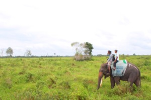 Berkenalan dengan Gajah-Gajah Way Kambas
