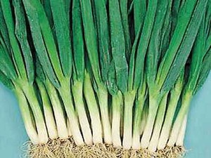 Daun Bawang, Taburan yang Bergizi