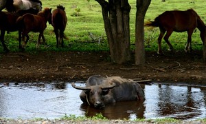 Menyusuri Kaki Gunung Tambora, Perjalanan Deru Campur Debu