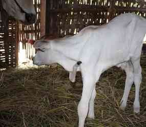 Anak Sapi Berkaki Lima Gegerkan Warga Pasuruan