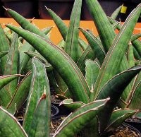 Lidah Mertua dan Kuping Gajah Hijaukan Kolong Pasupati