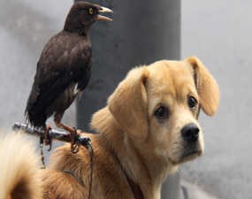 Ketika Anjing dan Beo Hidup Bersama