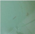 Cacing dalam Air di Apartemen Citypark 