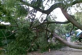 Pohon Tumbang Melintang, Jalan Raya Bogor Macet Parah