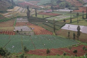 Hamparan Agro Menuju Dieng Plateau