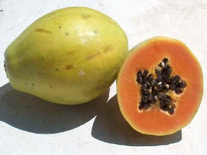 Pepaya si Oranye Sarat Nutrisi