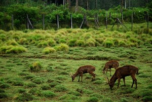 Yang Berbulu di Ranca Upas