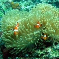 Penyu di Pantai Indah Gili Trawangan