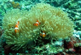 Penyu di Pantai Indah Gili Trawangan