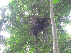 Di Mana Orang Utan Bersarang