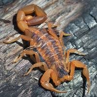 Racun Kalajengking Cegah Gagal Jantung