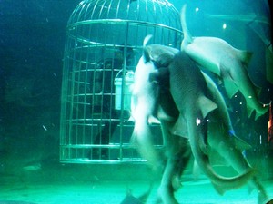 Seaworld, Aneka ragam satwa laut Indonesia
