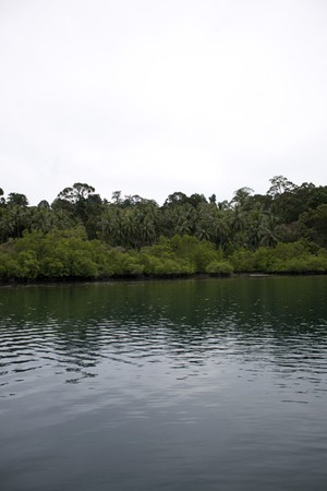 Hutan Mangrove di Desa Sawai