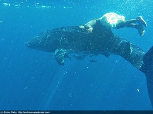 Swimming With the Giants