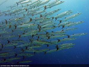 Berburu Sang Pemburu Laut di Kepulauan Padaido, Biak
