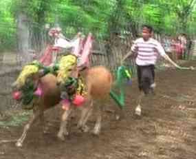 Usir Roh Halus dengan Adu Ketangkasan Sapi 