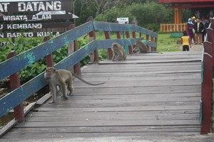 Kemesraan Di Pulau Kembang