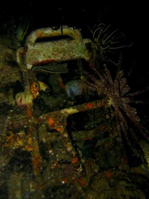 Menyelam di antara Sampah dan Kehidupan Malam di Raja Ampat