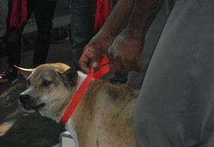 Dalam Sehari 153 Orang Digigit Anjing di Bali