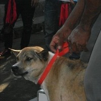 Boleh Digigit Anjing Tapi Jangan Mati Karena Rabies