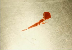Makhluk Lain yang Bisa Menstruasi