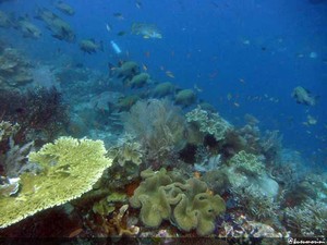 Menyelam di Waigeo, Raja Ampat? Pasti mengesankan!
