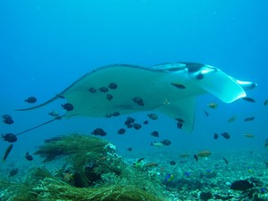 Snorkling Berbonus Manta