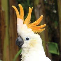 4 Jenis Burung Kakatua Indonesia Terancam Punah