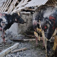 Ternak Korban Merapi Jadi Incaran Makelar Hewan