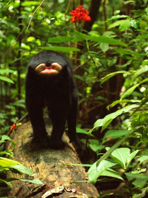 Cinta Sejati Tarsius  