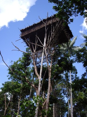 Suku Korowai, Penjaga Keseimbangan dan Kelestarian Hutan Papua yang Hijau dan Lebat 