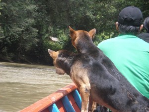 Mengikuti Keseharian Suku Punan