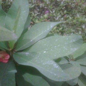 Hujan Abu Merapi Merata Dirasakan di Bandung