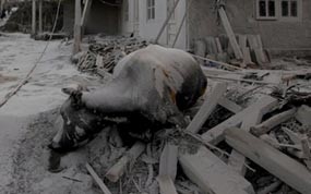 Pete Ditangkap Saat Mencuri 21 Kambing & 5 Sapi Pengungsi Merapi